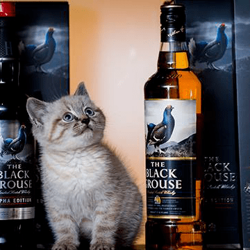 Furry Guards to the Rescue: Your Whisky is Safe