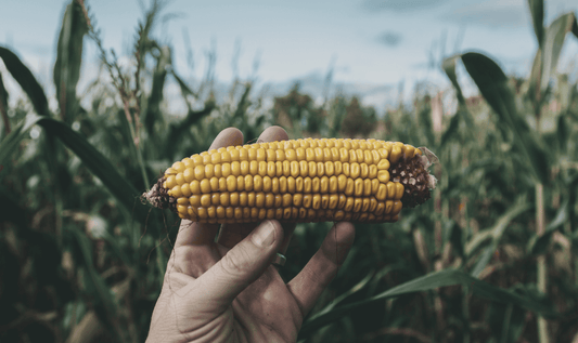 Different Grapes, Different Wine. Different Corn, Different Bourbon?