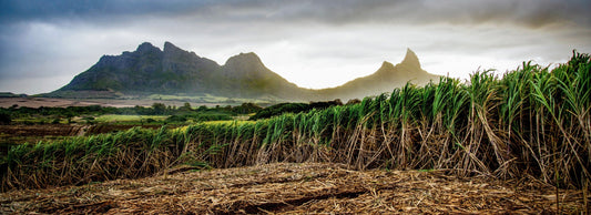 Sugar cane fields at sunset, near Les Trois Mamelles, Mauritius