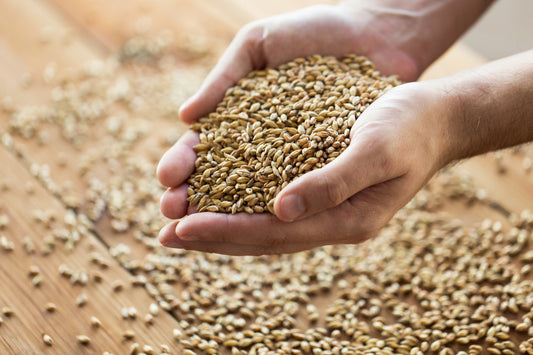 male farmers hands holding malt