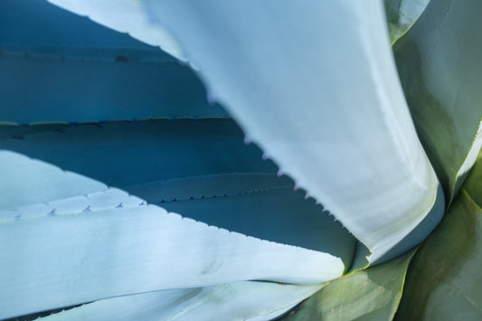 Agave up close