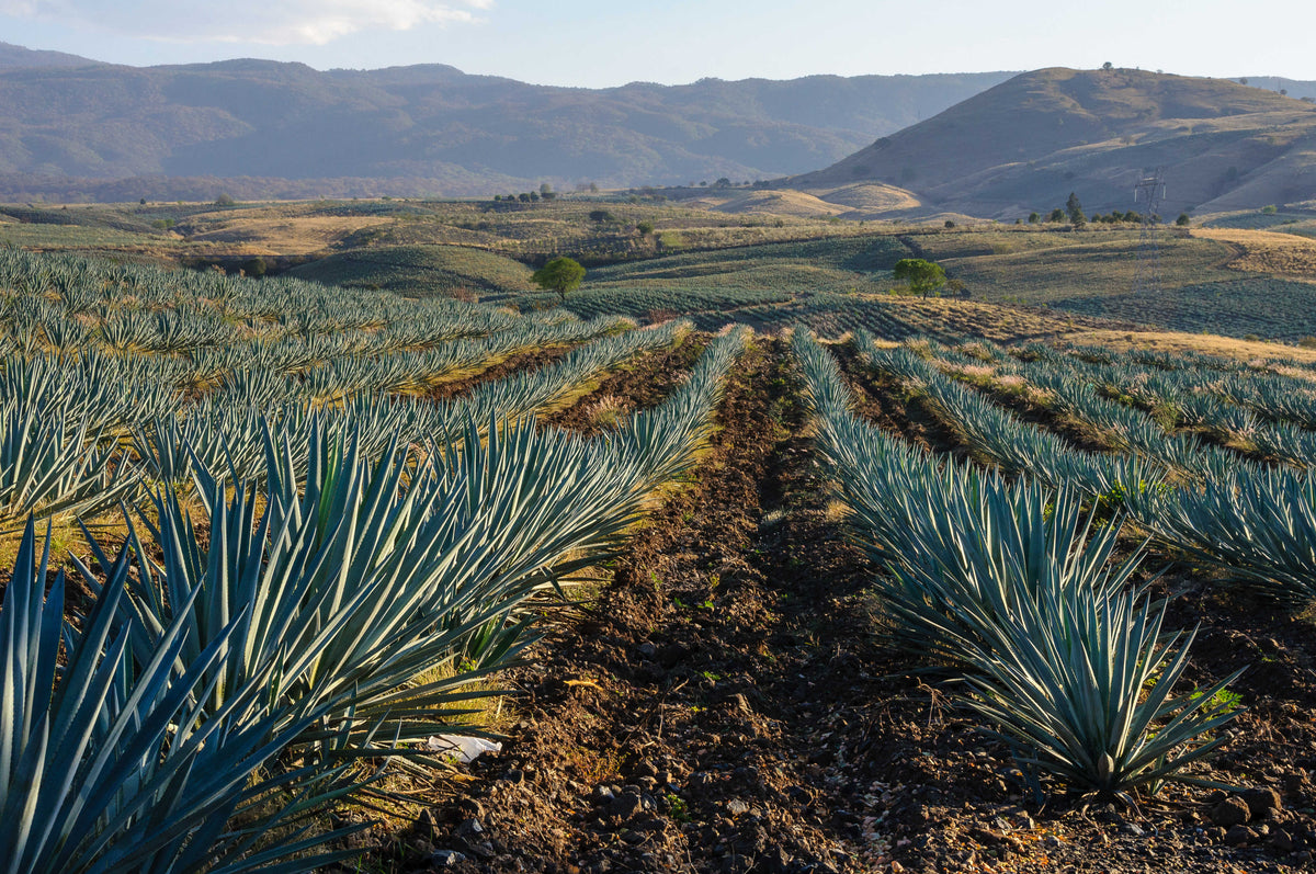 Agave is Not Just for Tequila, You Might Soon be Able to Fly With it