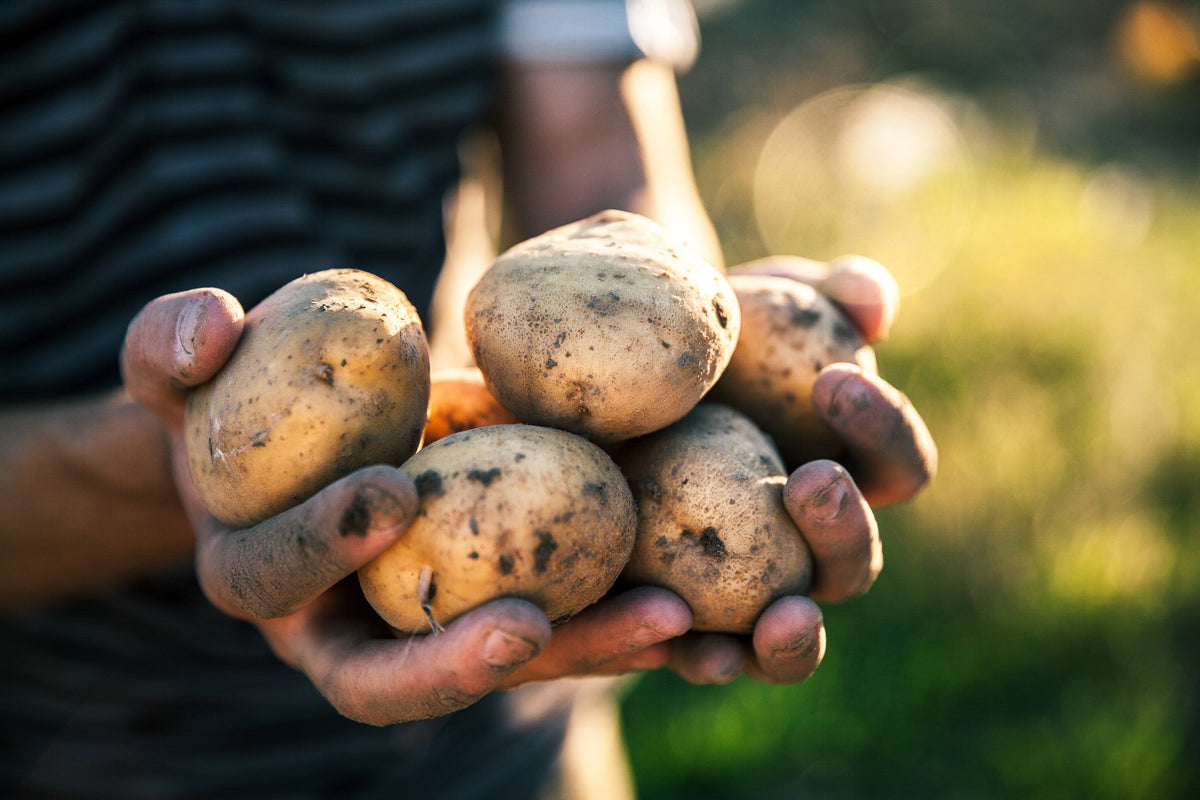 Is Vodka Flavourless? and Other Vodka Questions we Get the Most. Potatoes Included.