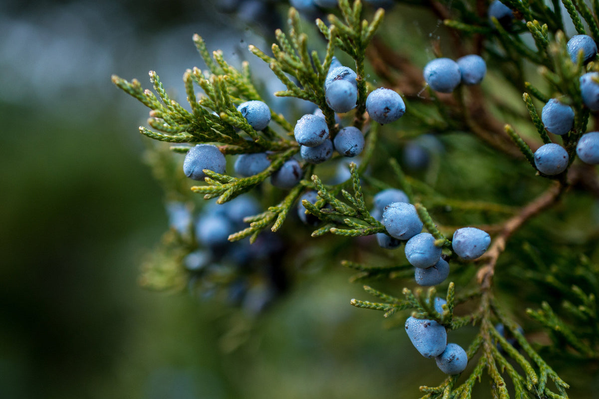Do You Care About The Origin Of Your Gin?