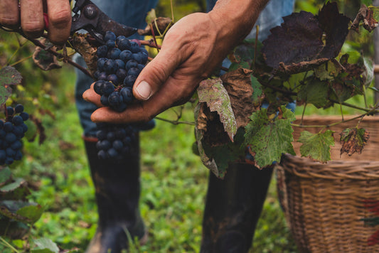Man harvesting black grapes in the vineyard