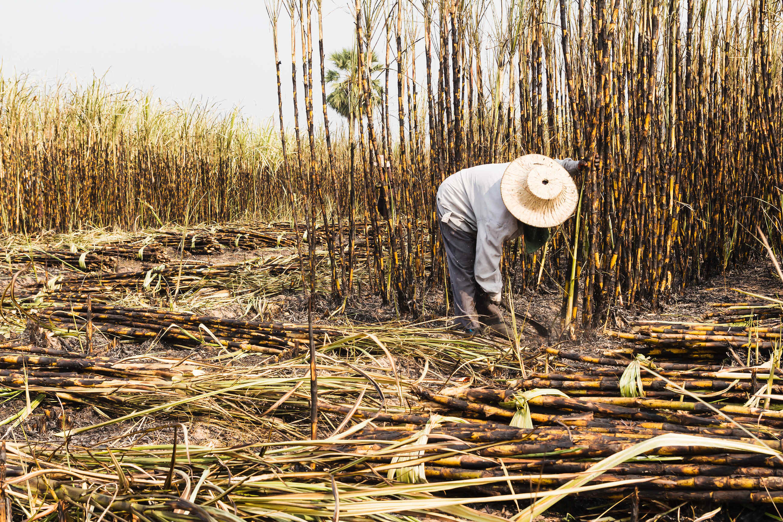 How Rum Is Made – Flaviar