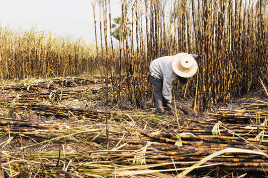 Sugar cane harvest