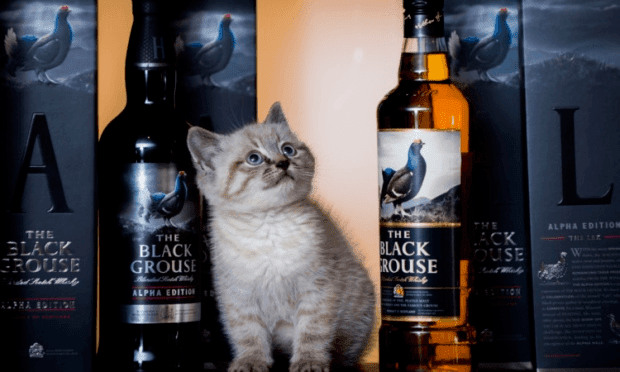 Furry Guards to the Rescue: Your Whisky is Safe