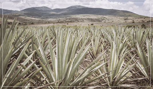 Like Tequila? You should meet Mezcal!