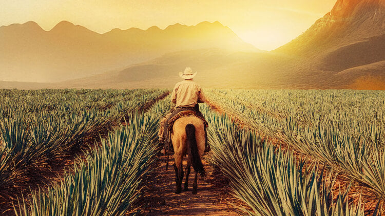 Maestros del Agave Subscription – Premium Agave Spirits Delivered