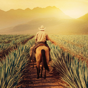 Maestros Del Agave