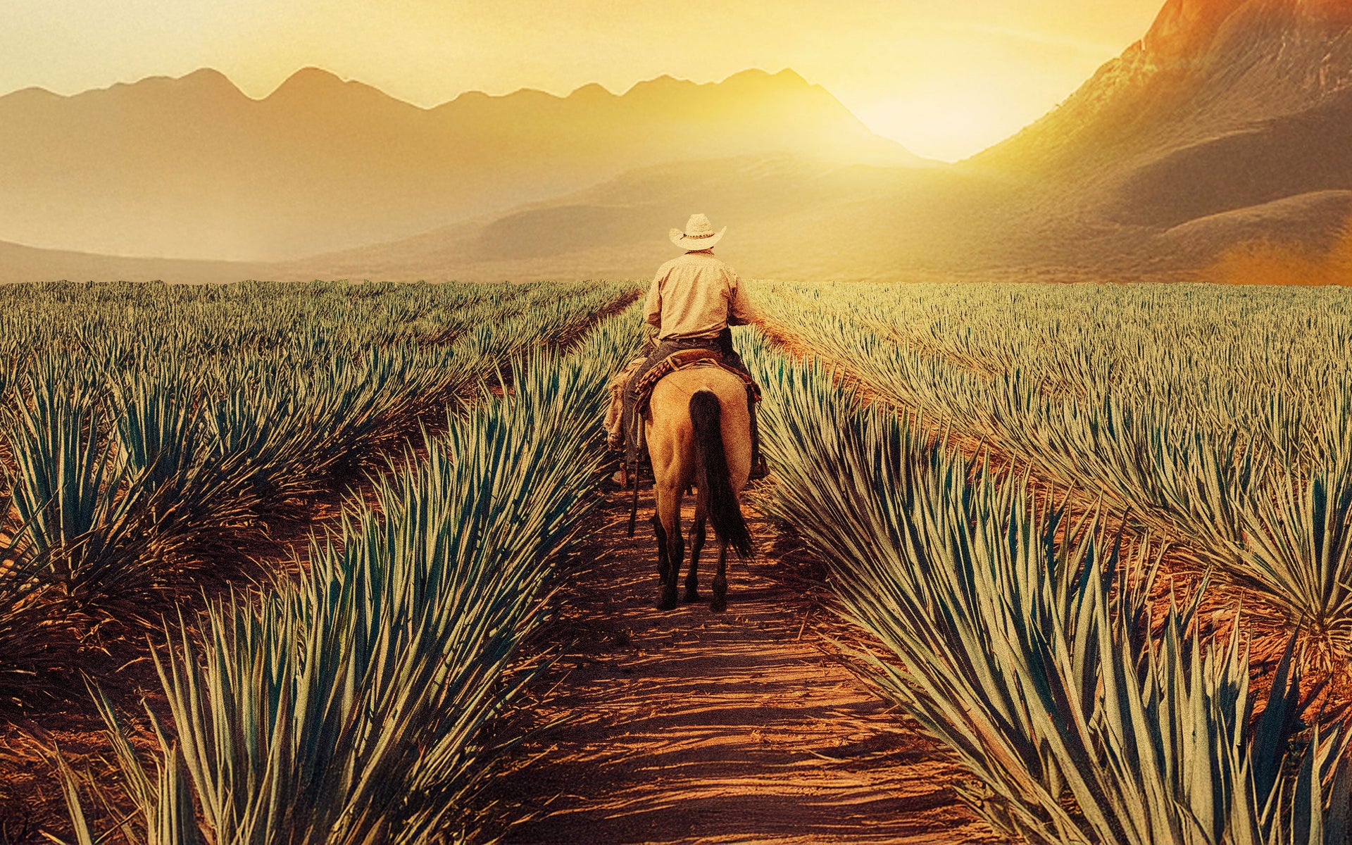 For the friend who “knows” agave