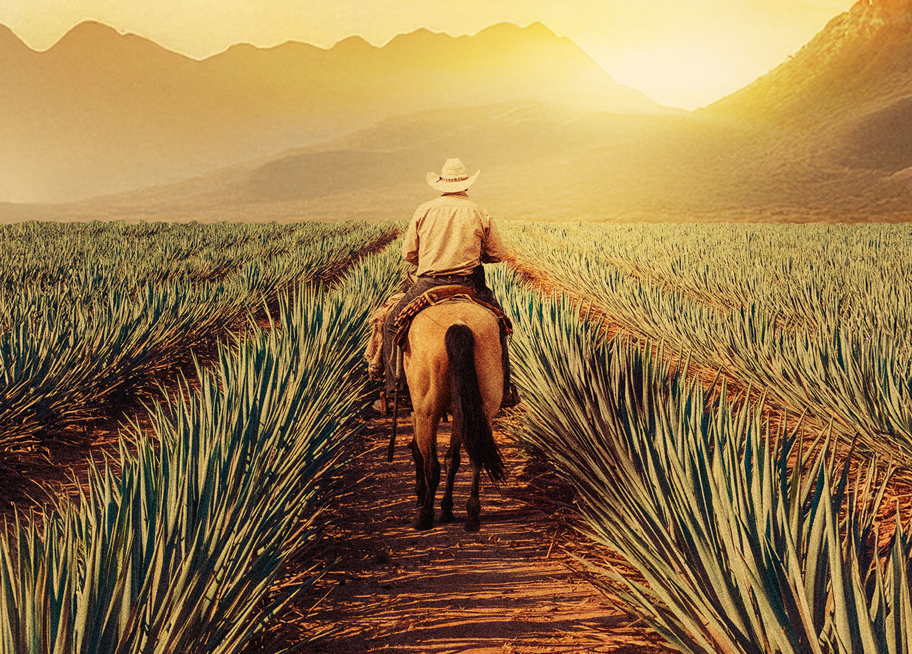 Maestros Del Agave Subscription